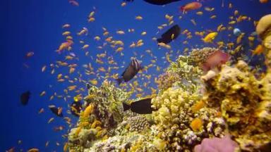 红海的珊瑚礁，阿布 · 杜布。静态录像，美丽的水下景观与热带鱼和珊瑚。生物珊瑚礁。埃及